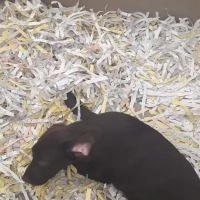 The Perfect Puppy ico