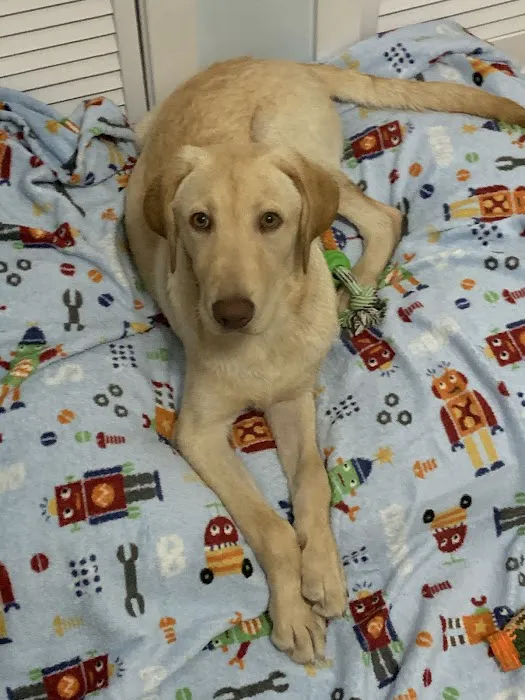 The Perfect Puppy Picture 3
