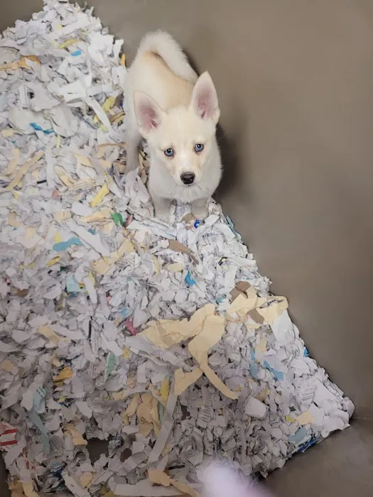 The Perfect Puppy Picture 6
