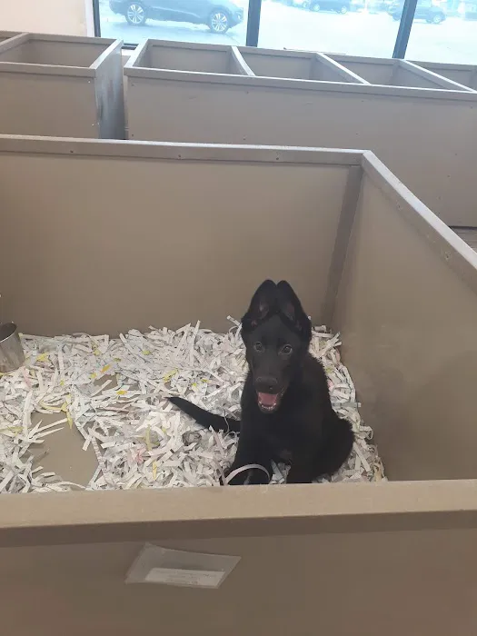 The Perfect Puppy Picture 4