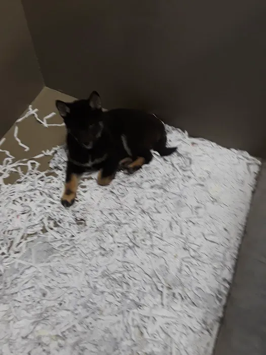 The Perfect Puppy Picture 7