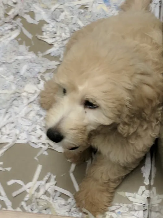 The Perfect Puppy Picture 8