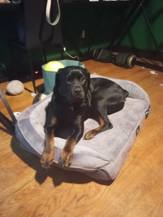 The Perfect Puppy Picture 9