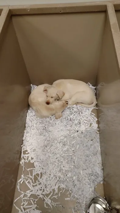 The Perfect Puppy Picture 10