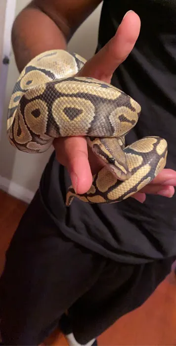 401 Reptiles Picture 6