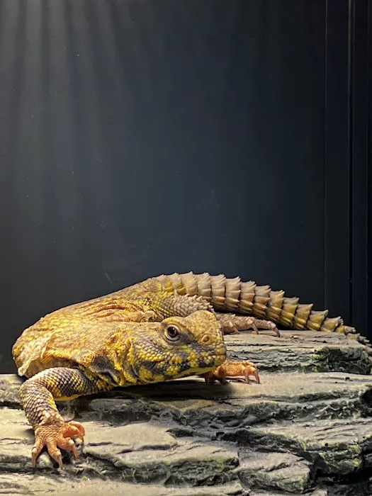 401 Reptiles Picture 10