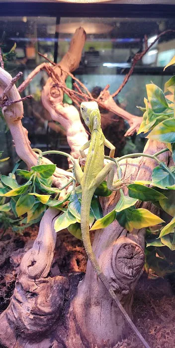 401 Reptiles Picture 9