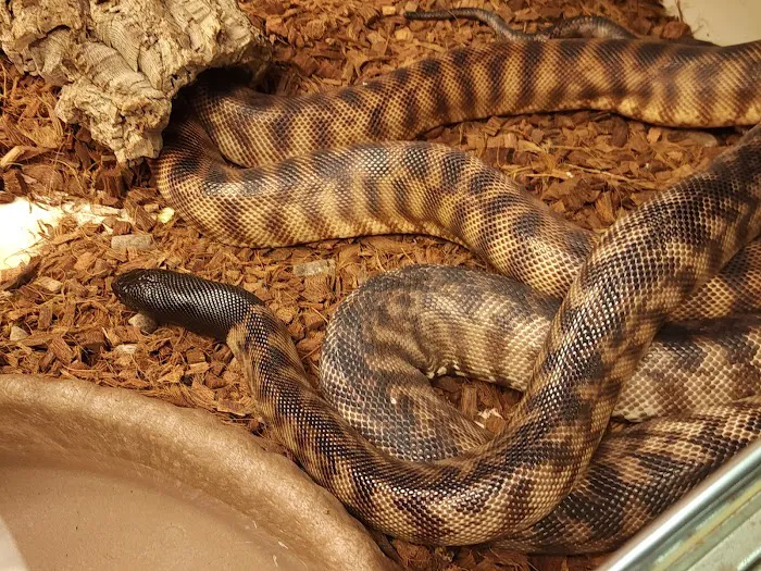 401 Reptiles Picture 8