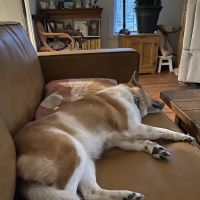 Petco ico