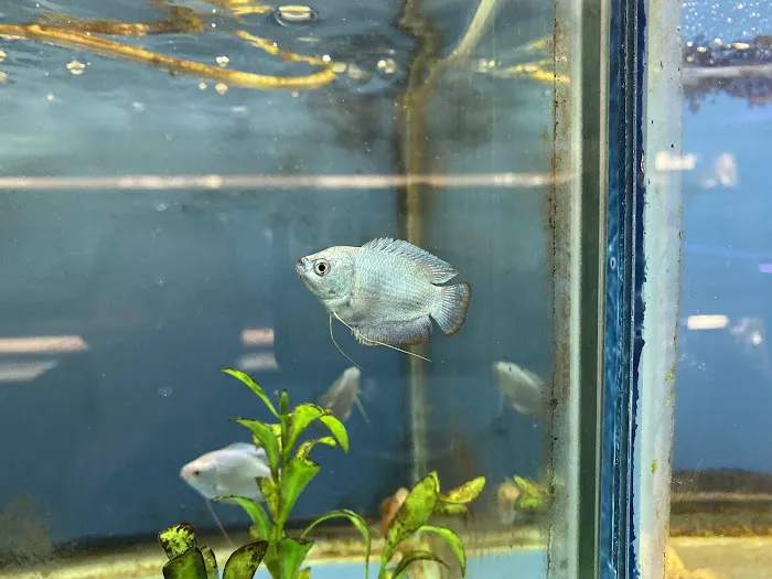 Fish Bowl Aquarium & Pet Mart Picture 5
