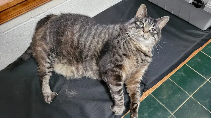All Paws Animal Wellness Clinic Picture 6