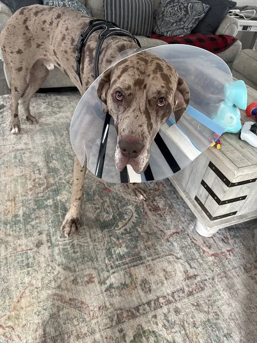 All Paws Animal Wellness Clinic Picture 4
