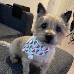 My Tail's Wagging