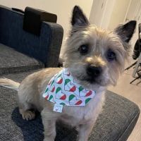 My Tail's Wagging ico