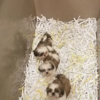 Select Breeders Service, Inc ico