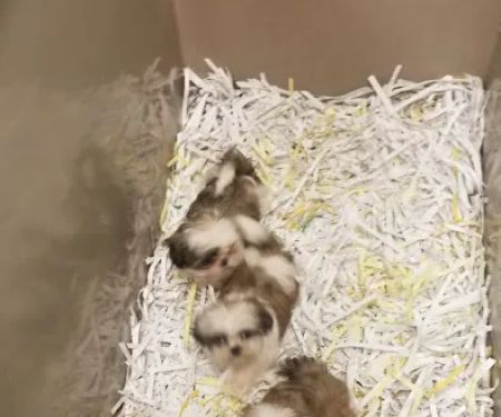 Select Breeders Service, Inc