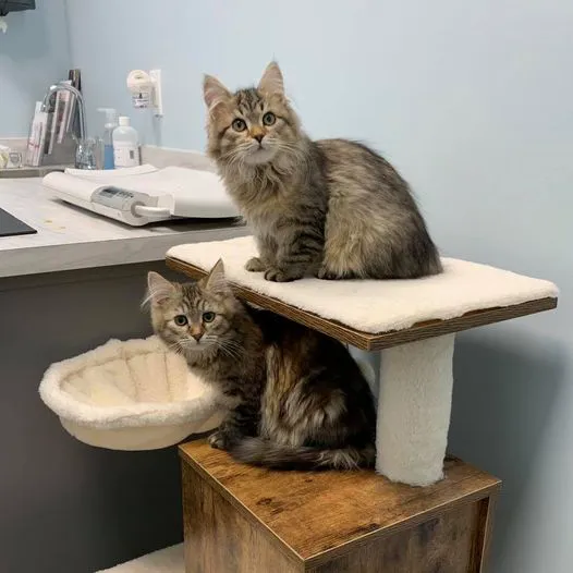 Willow Grace Veterinary Hospital Picture 3