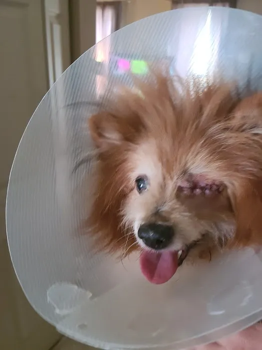 Conestoga Animal Hospital Inc. Picture 1