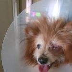 Conestoga Animal Hospital Inc.