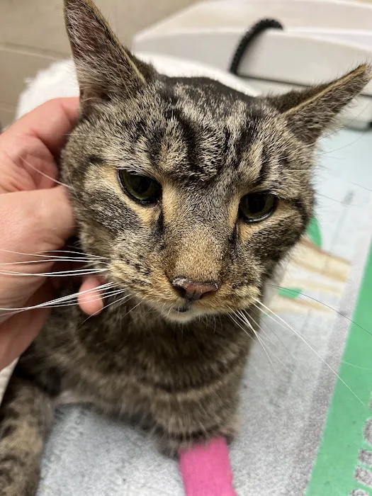 Conestoga Animal Hospital Inc. Picture 4
