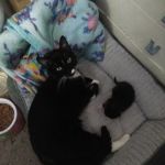 Adamstown Veterinary Hospital: O'Neill John R DVM
