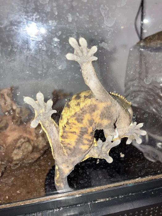 True Exotic Pets Picture 7