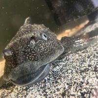 True Exotic Pets ico