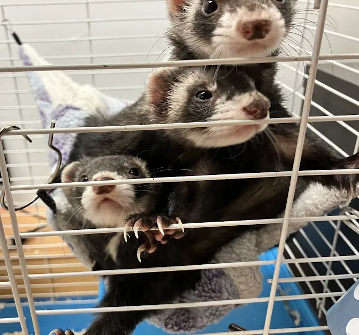 True Exotic Pets Picture 6