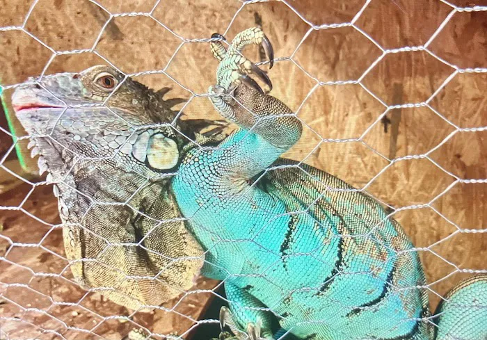 True Exotic Pets Picture 9