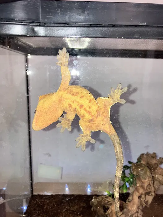 True Exotic Pets Picture 8