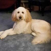 Adamstown Veterinary Hospital ico