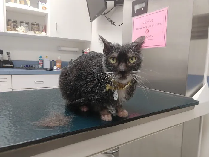 Adamstown Veterinary Hospital Picture 4