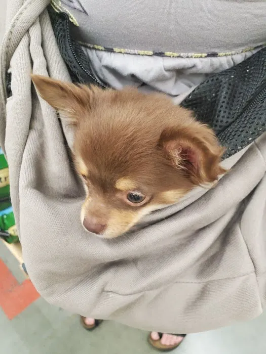 VIP Petcare Vaccination Clinic Picture 1