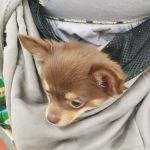 VIP Petcare Vaccination Clinic