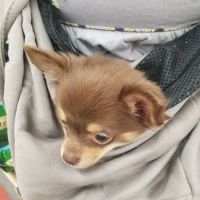 VIP Petcare Vaccination Clinic ico