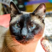 Dr. Fausel's Home Veterinary Care ico