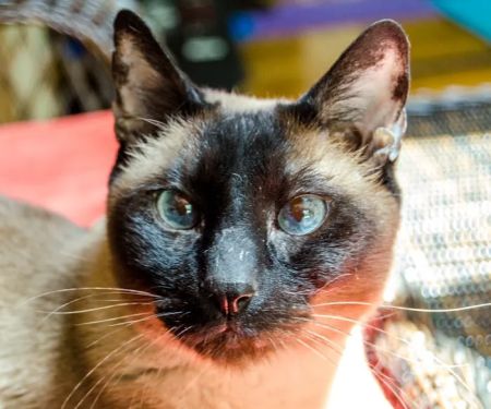 Dr. Fausel's Home Veterinary Care