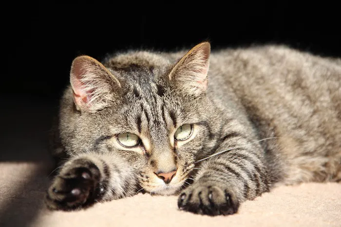 Dr. Fausel's Home Veterinary Care Picture 3