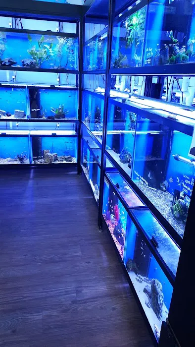 Buckley's Fish Room Picture 4