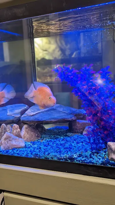 Buckley's Fish Room Picture 8