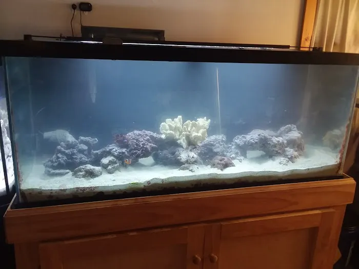 Buckley's Fish Room Picture 9