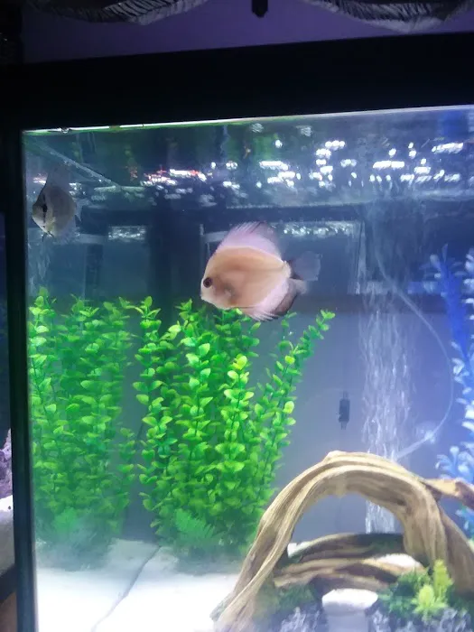 Buckley's Fish Room Picture 10