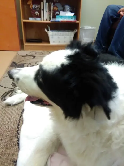 Ark Animal Hospital Picture 5