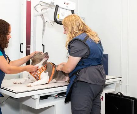 PetHealth UrgentCare - Wyomissing