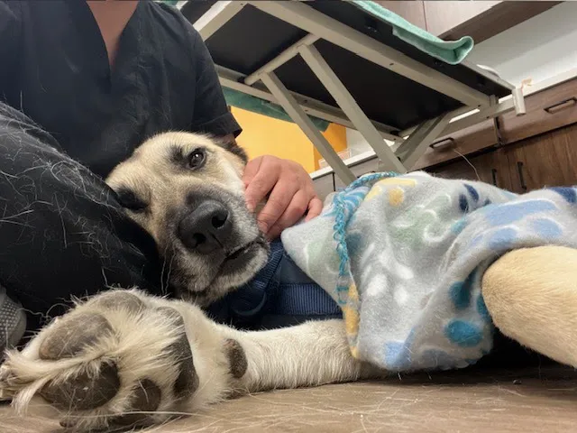 PetHealth UrgentCare - Wyomissing Picture 6