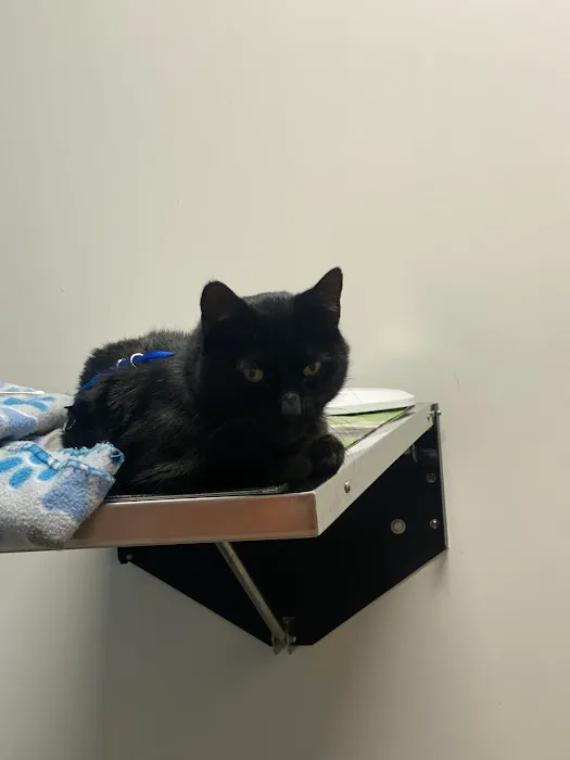 PetHealth UrgentCare - Wyomissing Picture 10