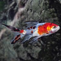 Axolotl Galaxy ico