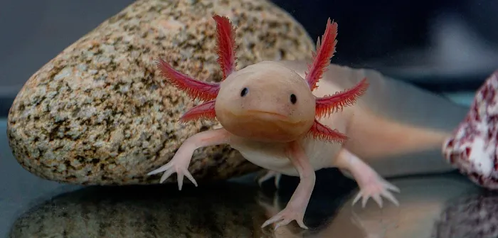 Axolotl Galaxy Picture 3