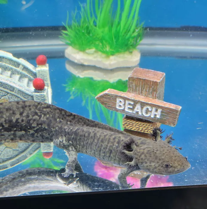 Axolotl Galaxy Picture 2