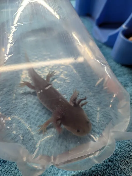Axolotl Galaxy Picture 4
